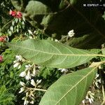 Cordia alliodora Hoja
