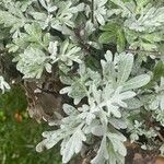 Artemisia stelleriana 葉