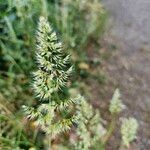Trisetum paniceum 葉