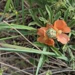 Sphaeralcea coccinea Květ