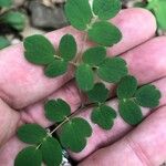 Thalictrum fendleri Leaf