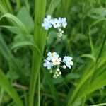 Myosotis scorpioidesKvět