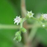 Miconia solenifera Λουλούδι