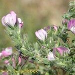 Ononis pinnata Other