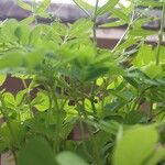 Phyllanthus niruri 葉