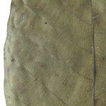 Isertia spiciformis Other