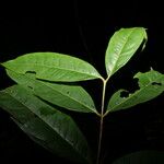 Phaleria capitata Leaf