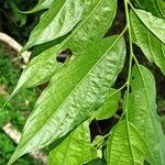 Sparrea gomphophylla Blatt