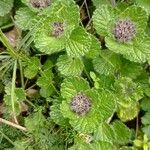 Teucrium pyrenaicumLeaf