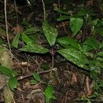 Ardisia pellucida Hábito