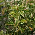 Kalanchoe densiflora Leaf