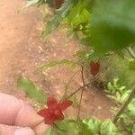 Ochna serrulata Flower