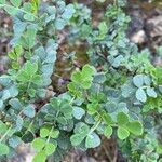 Coronilla glaucaLapas