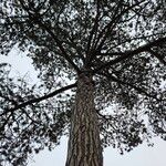 Pinus resinosa عادت داشتن