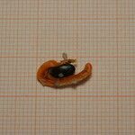 Acacia cyclops Mbuma