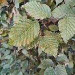 Carpinus orientalis Blad