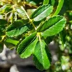Polylepis australis Hoja