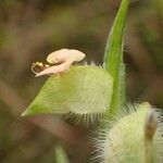 Commelina nigritana പുഷ്പം