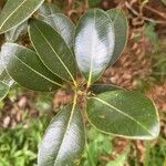 Sideroxylon borbonicum Yaprak
