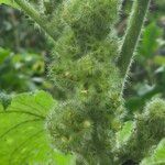 Girardinia diversifolia Frucht