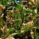 Ipomoea arborescens Owoc