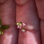 Galium pilosum Floare