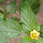 Malvastrum coromandelianum Leaf