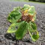 Triumfetta semitriloba Hoja
