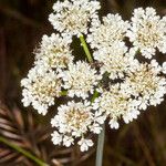 Oenanthe pimpinelloides Floare