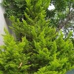 Cupressus macrocarpaBlad