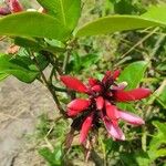 Erythrina herbacea Flor