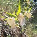 Calochortus albus Кветка