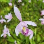 Pogonia ophioglossoides 花