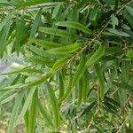 Melaleuca viminalis Leaf