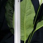 Spathiphyllum montanum Yaprak