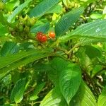 Besleria lutea Fruit