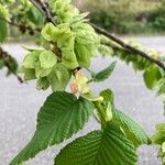 Ulmus glabraBlad