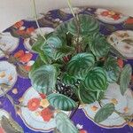 Peperomia argyreia Лист