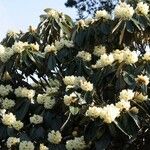 Rhododendron macabeanum Çiçek