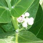 Calotropis procera फूल
