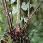 Asplenium aethiopicum Іншае