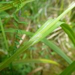 Carex laevigata Ostatní