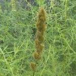 Carex vulpinoidea Fruit