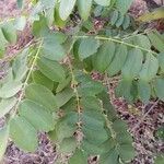 Cassia javanica Leaf