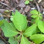 Parthenocissus quinquefoliaBlatt