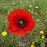 Papaver rhoeas موطن