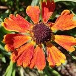 Helenium autumnale Žiedas