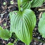 Hosta ventricosa Leaf
