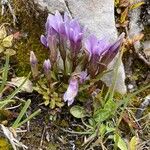Gentianella ramosa Flor