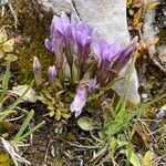 Gentianella ramosa Floare